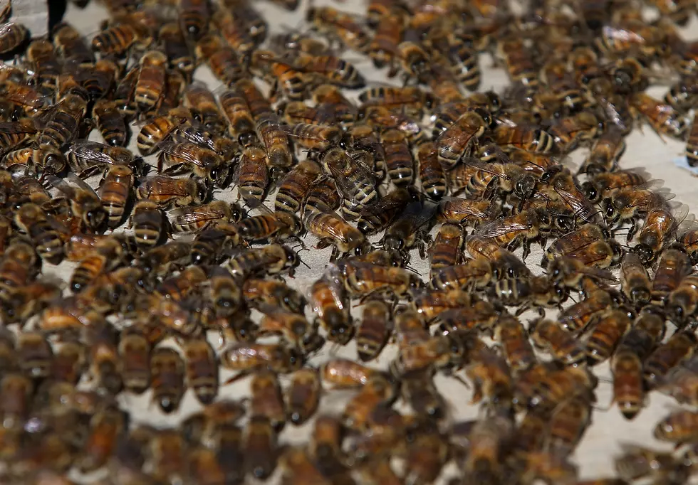 Thousands Of Bees Swarm Parking Lot [WATCH]