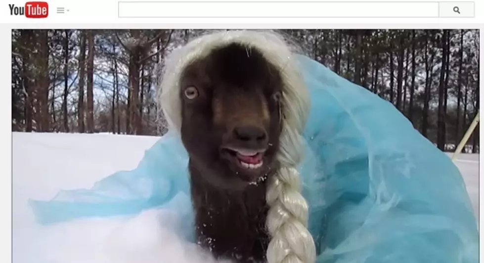 WATCH A Goat Dressed Up Like Queen Elsa