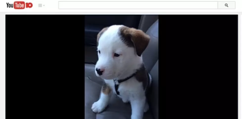 WATCH This Puppy Try To Get Rid Of Hiccups