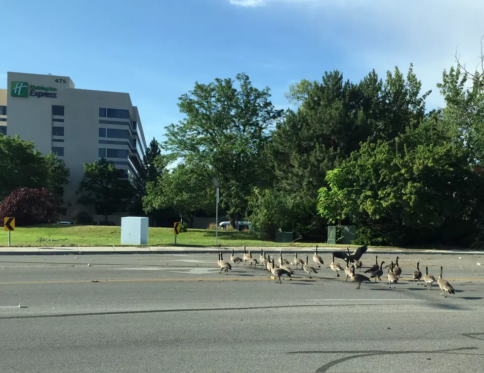 Get Ready for the Geese Boise