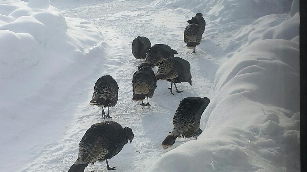 What’s With the Husky Turkeys in Cascade?