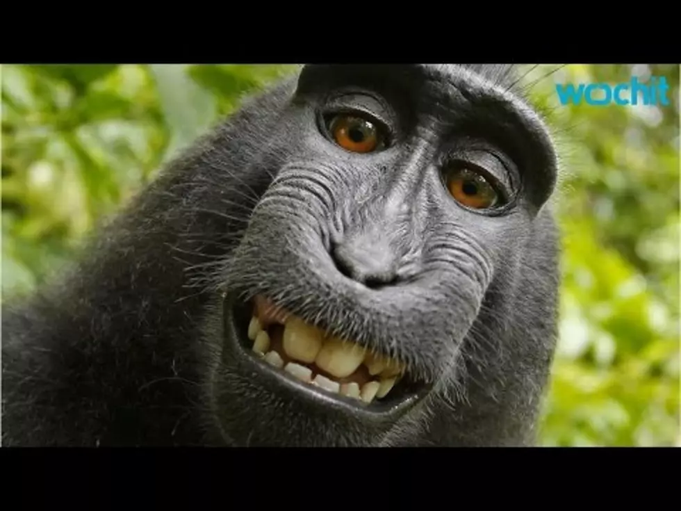 Monkey Knows He’s Adorable and Takes Selfie