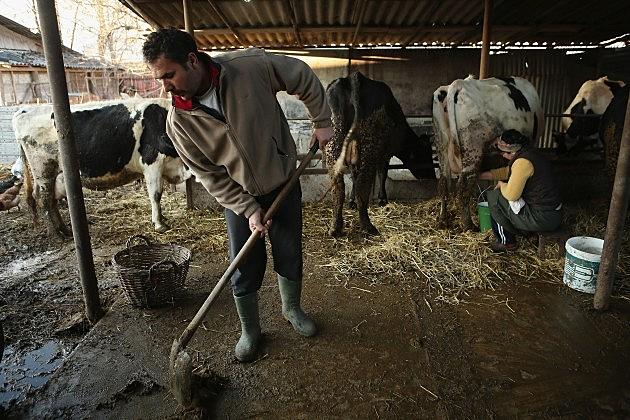 Man Dies in Manure Pit: Dairy Fined!