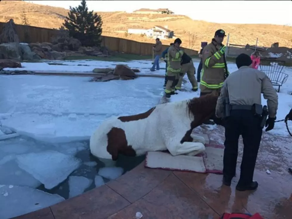 Horse Rescued from Pool in Eagle