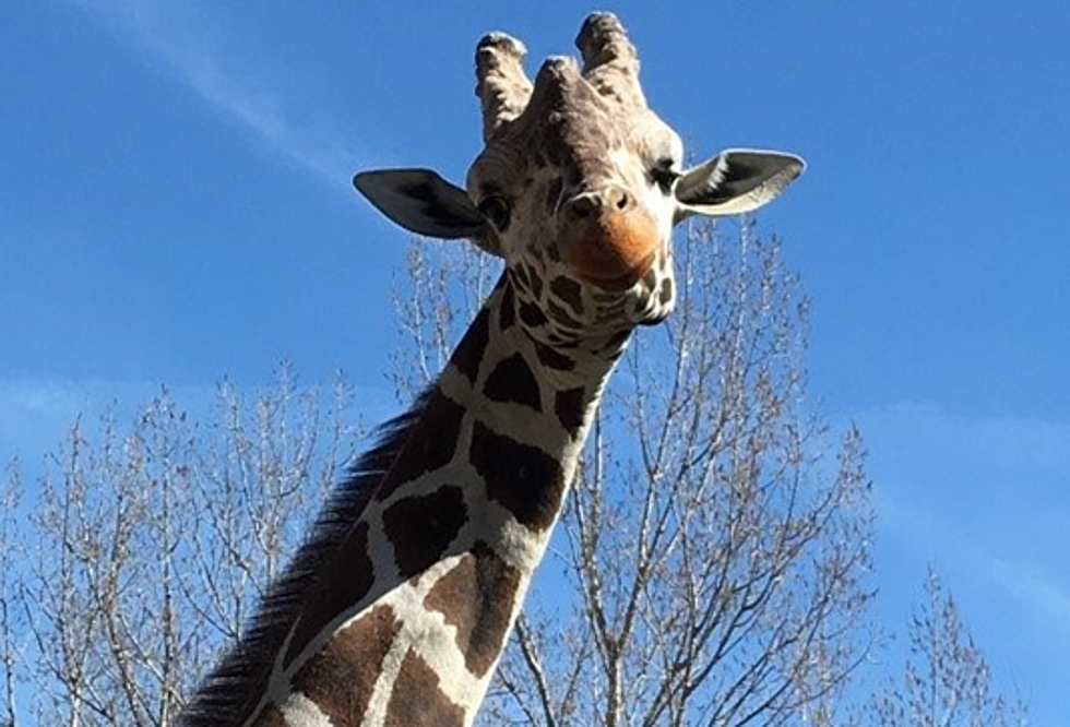 Zoo Boise’s Giraffe Euthanized