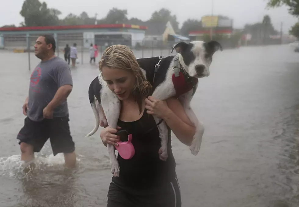 Hurricane Harvey Pets In Boise