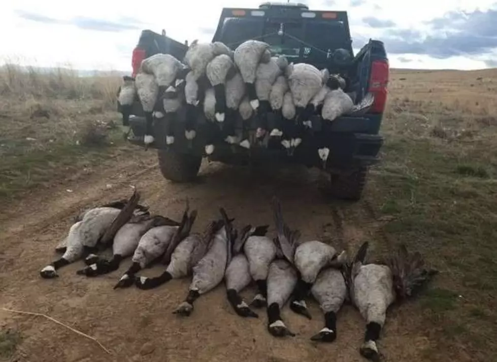 Dozens of Dead Geese and Ducks Found Dumped In Kuna