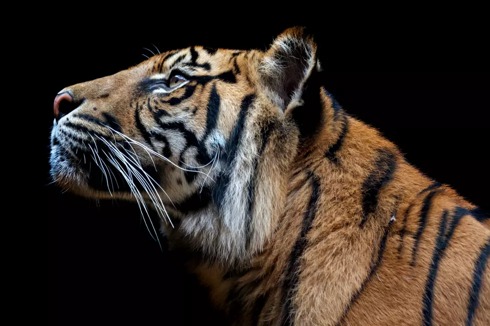 We’re Beyond Heartbroken for Zoo Boise’s Tiger That Had to be Put Down