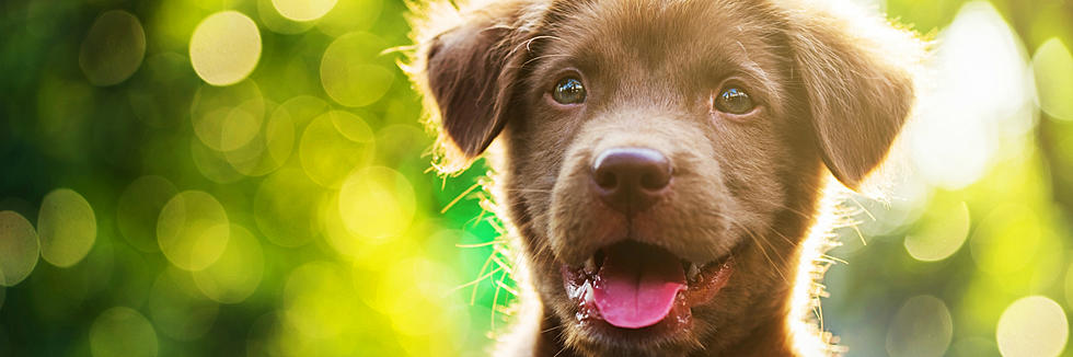 How To Tell If Your Dog Is Stressed Out Right Now