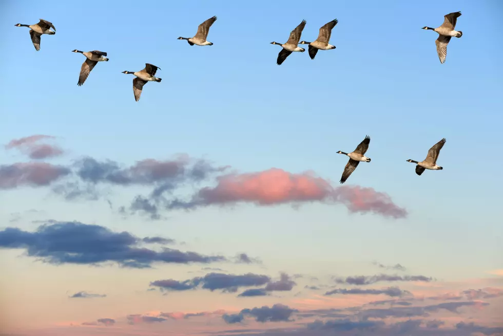 Why Did 50 Geese Fall Out of the Idaho Sky?