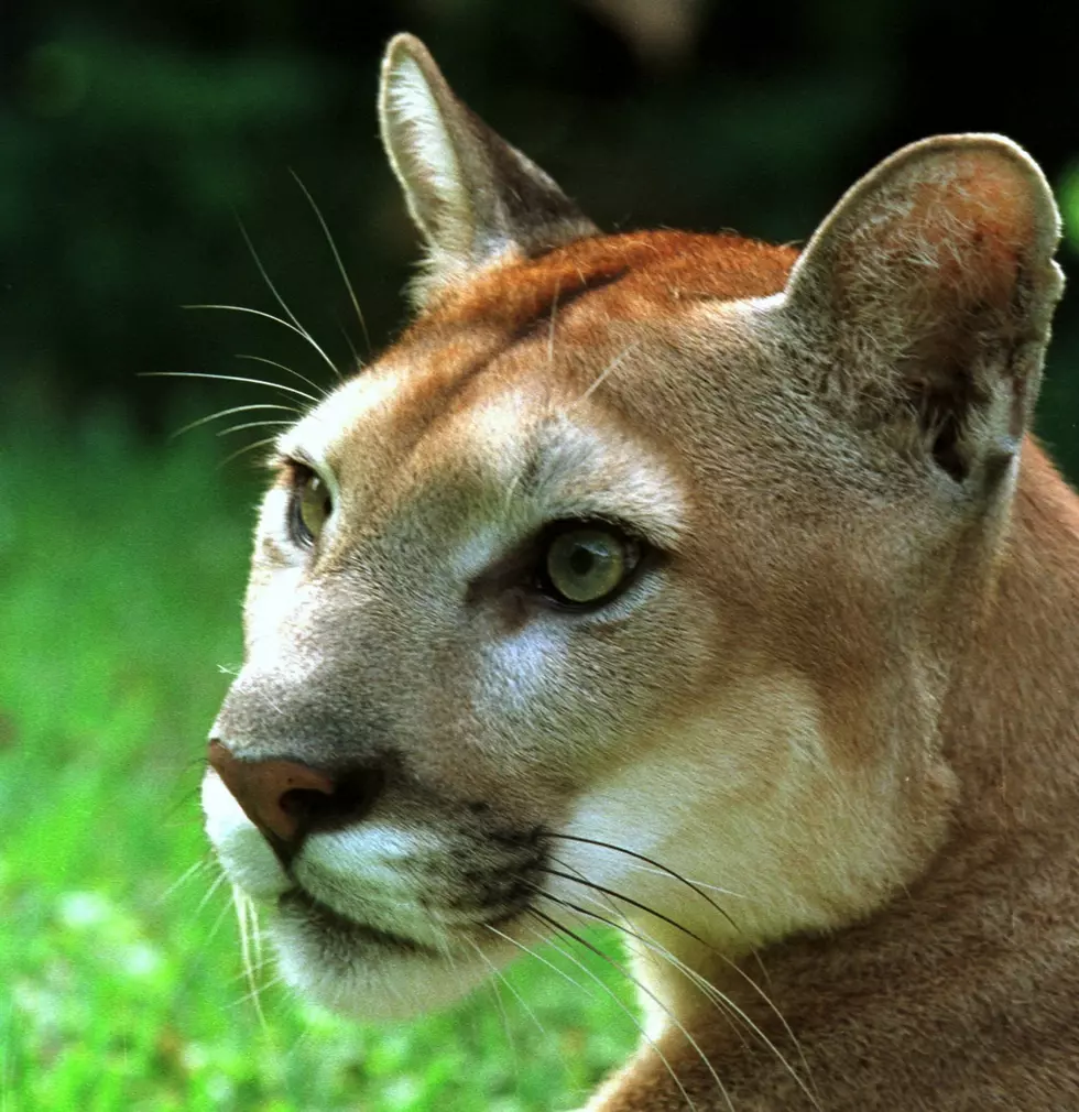 Mountain Lion Spotted on Idaho College Campus