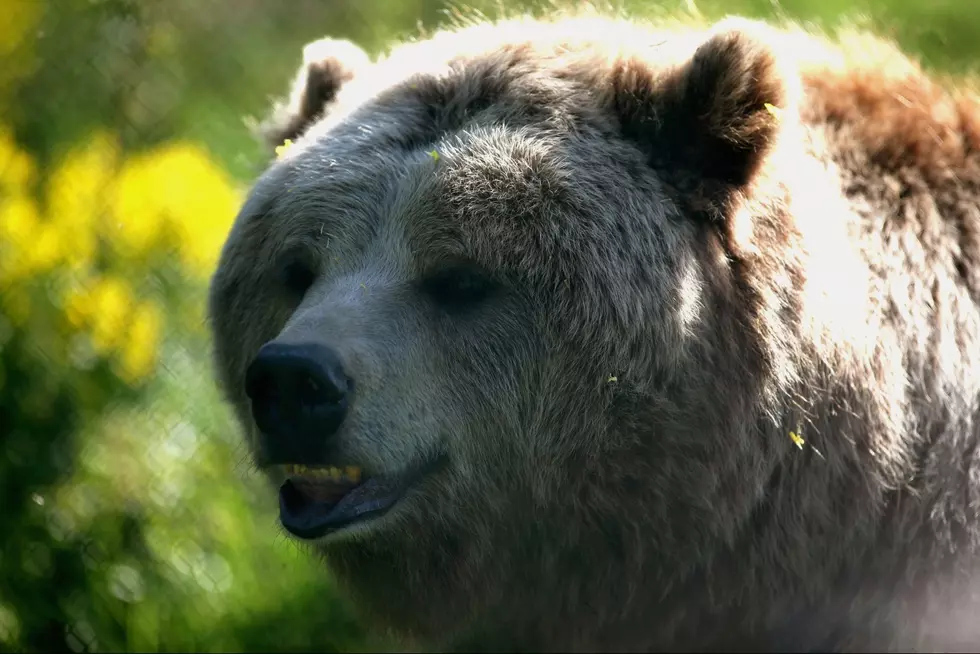 Wild Bear Breaks Into Idaho Zoo