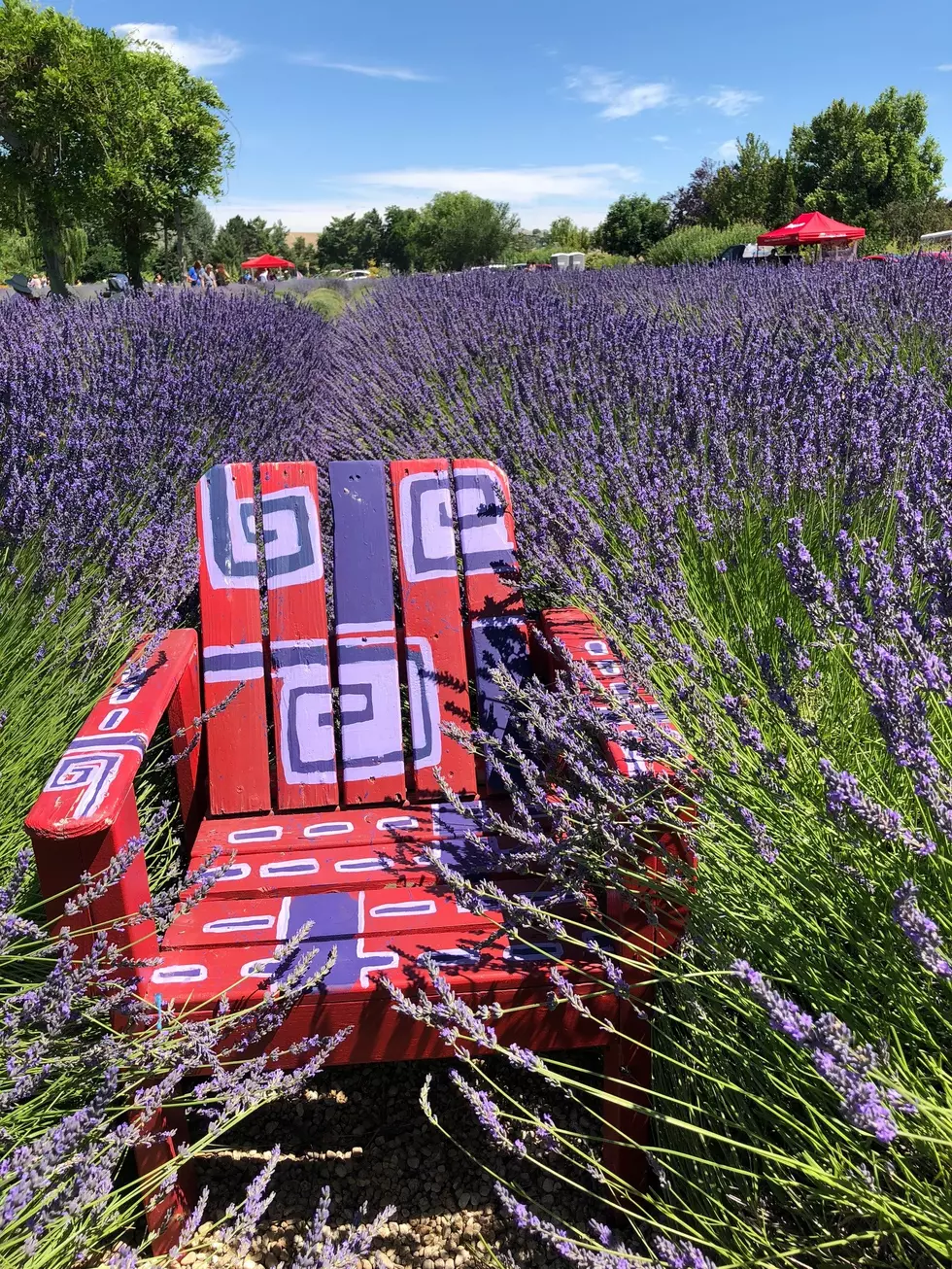 The Lavender Festival: A Treasure Valley Must-Visit