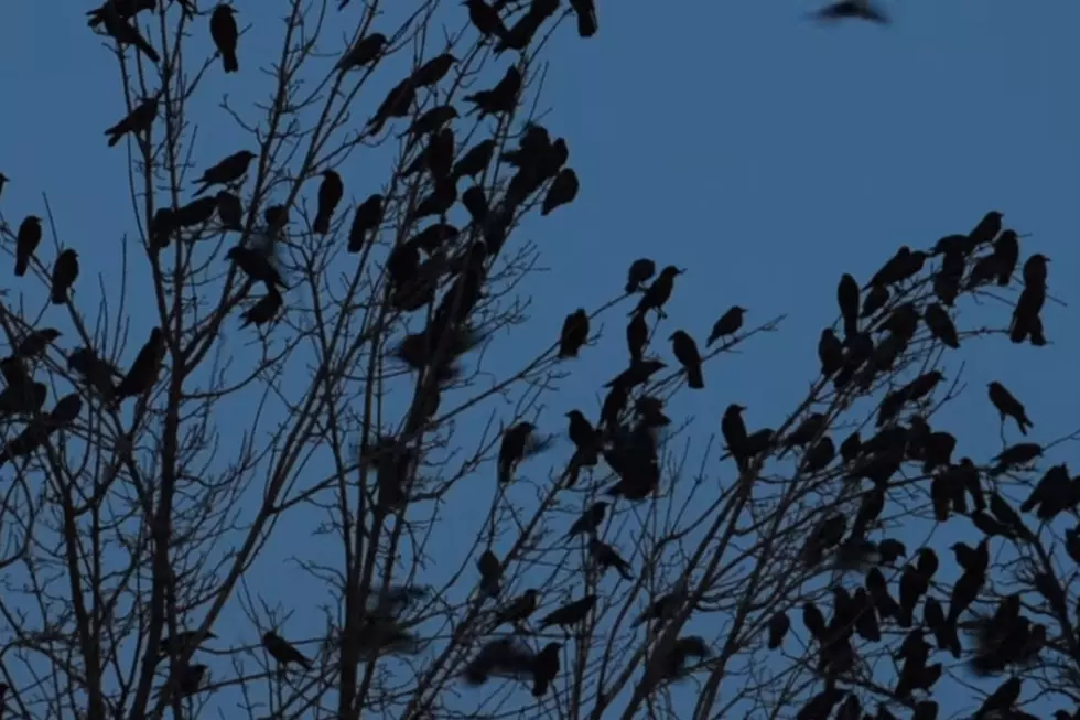 More Than 10,000 Crows Expected To Attack Nampa