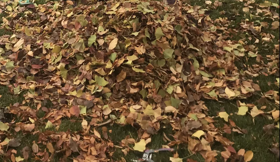 Leaf Recycling in Nampa on Now and Ends in December
