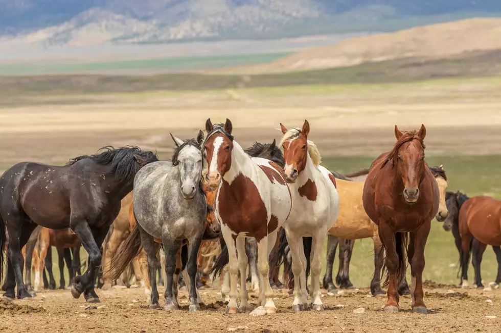 Get Paid to Adopt Wild Horses in Idaho