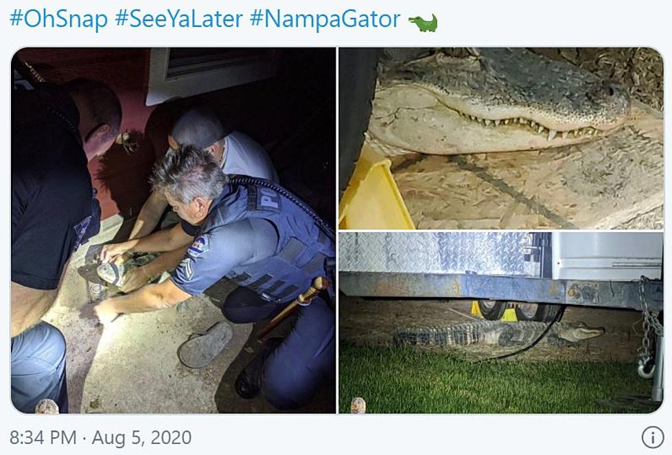 Nampa Police Wrangle 6 Foot Gator Under Trailer