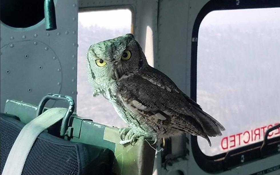 Owl Jumps Into Wyoming Helicopter While Crews Fight Wildfire