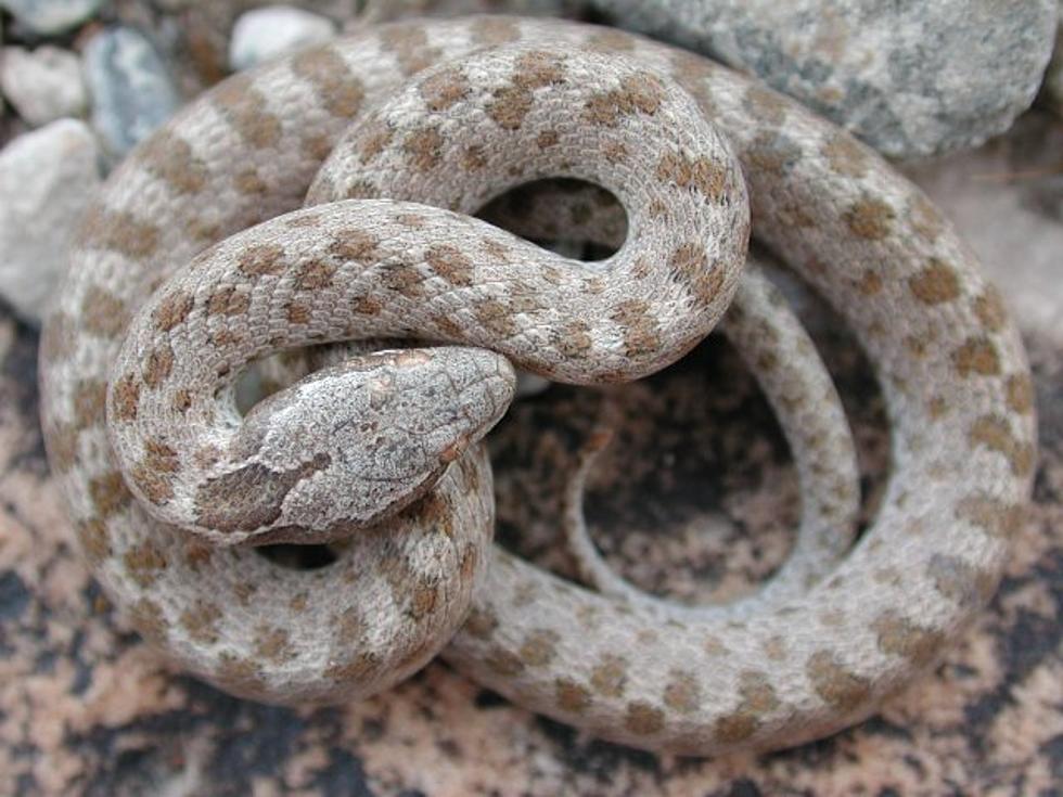 Snakes in Idaho, What&#8217;s Poisonous &#038; What&#8217;s Harmless (With Photos)
