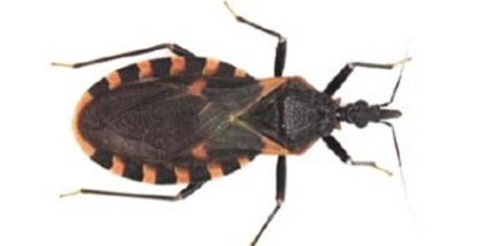 If You See This Deadly Bug in Idaho Report it Immediately