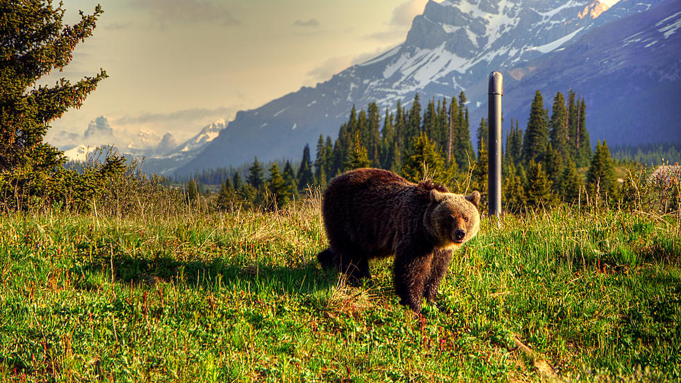 Montana Camper Killed By Grizzly, Officials Hunting the Bear