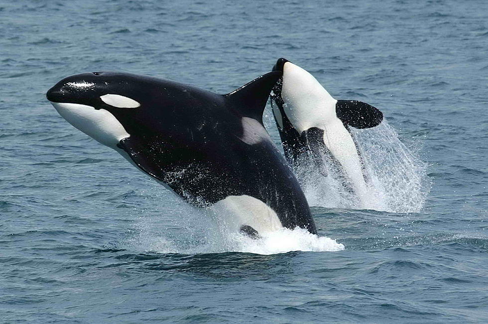 TMSG: Good Samaritans Help Save Orca Stranded On Rocks In Alaska