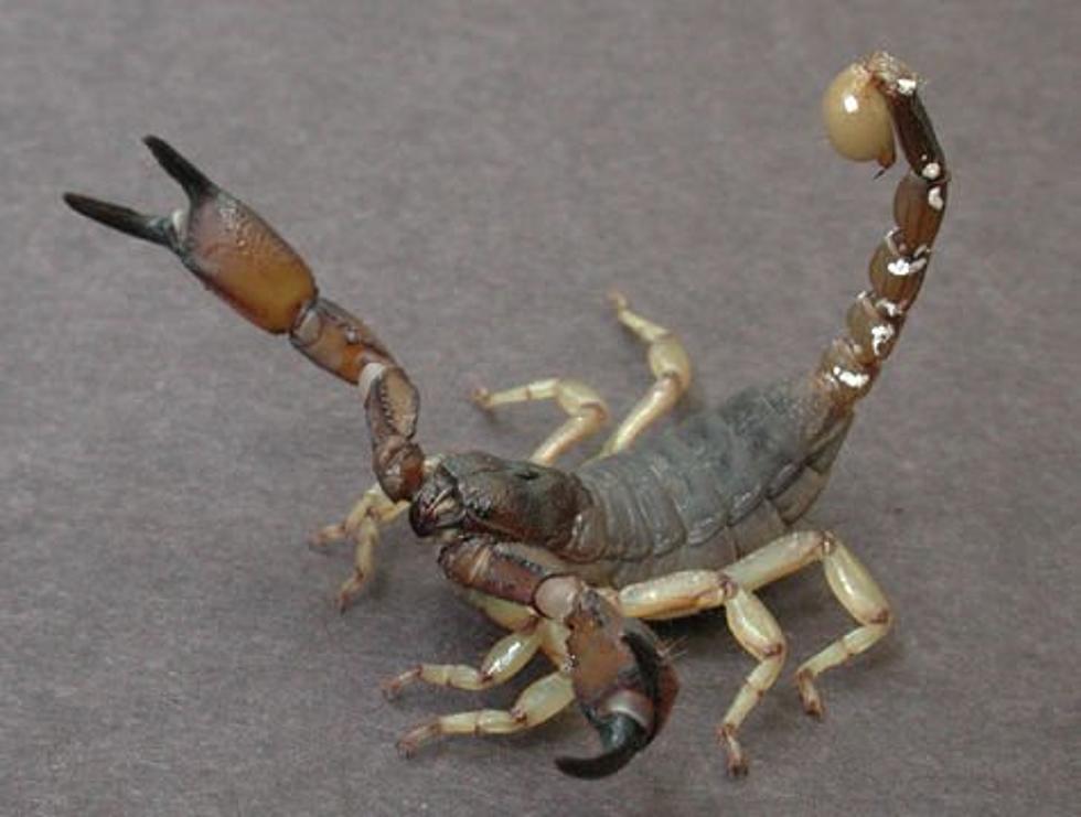 Some Native Idaho Bugs are Terrifying (Photos)