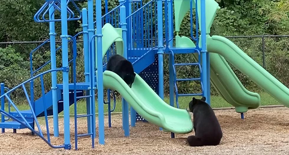 Mama Bear Teaches Cub How to Properly Slide at Playground