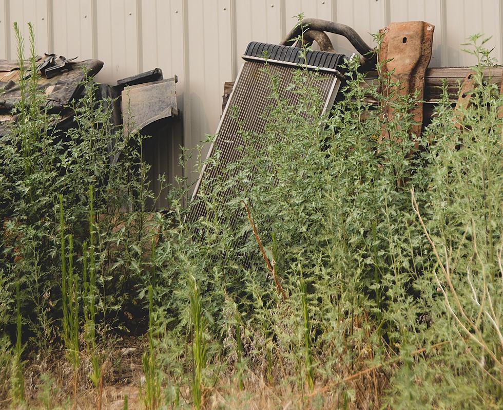 Fed Up Idaho Man Secretly Puts Weed & Feed in Neighbors Yard