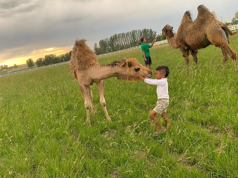 Hey Idaho, Get Up Close with Camels in Kuna Through Airbnb Experiences
