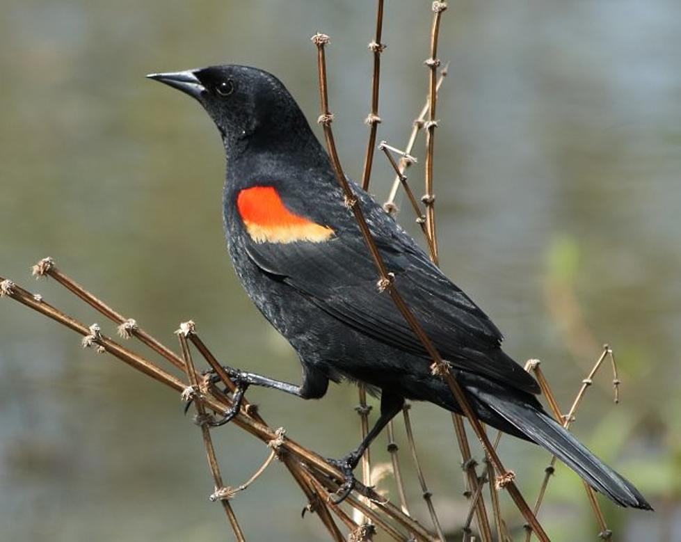 Birds You are Likely to See in Idaho