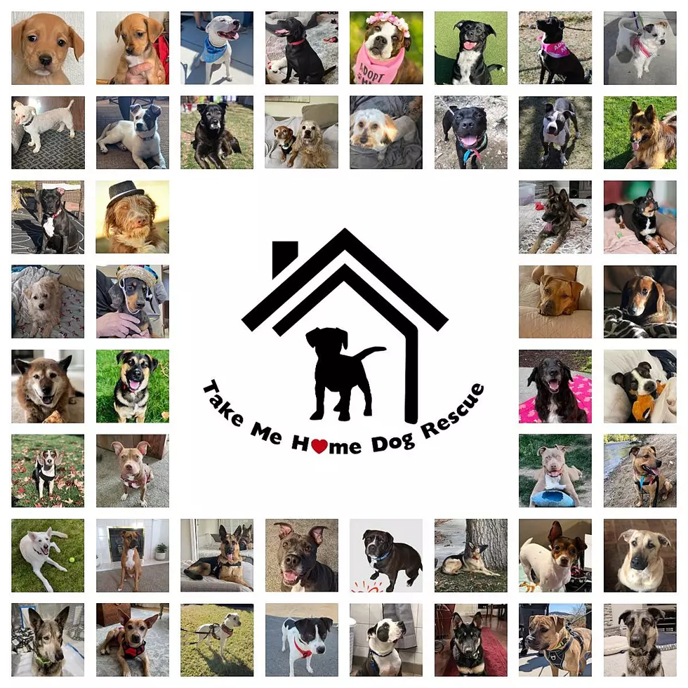 Idaho Gives 2022 for Take Me Home Dog Rescue!
