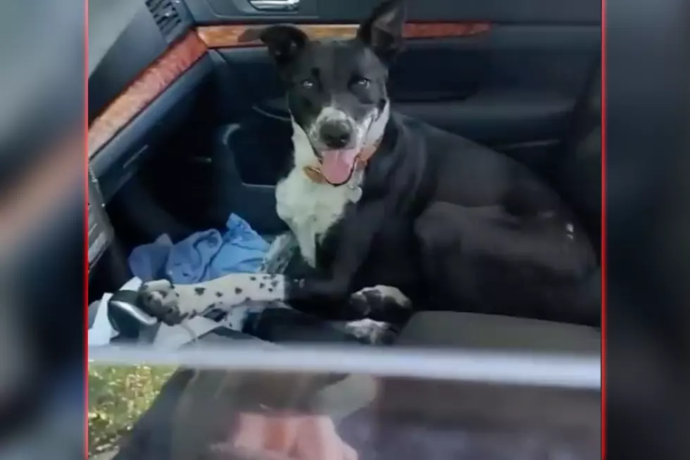 [WATCH] Dog in Boise Rescued from an Extremely Hot Car…