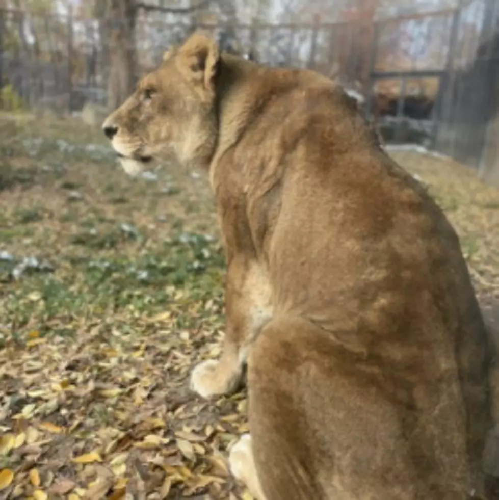 22-year-old Zoo Boise Lioness is Missed & Upcoming Brew at the Zoo Event