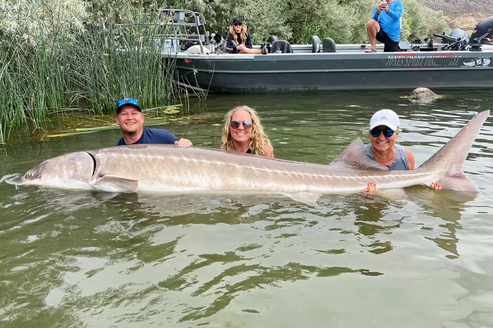 Largest White Sturgeon Caught in Idaho, There's a NEW RECORD!