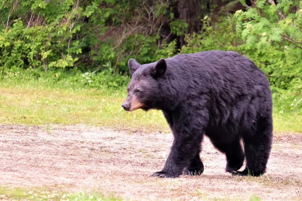 Idaho Black Bear Breaks Into a House, Here's How to Avoid That...