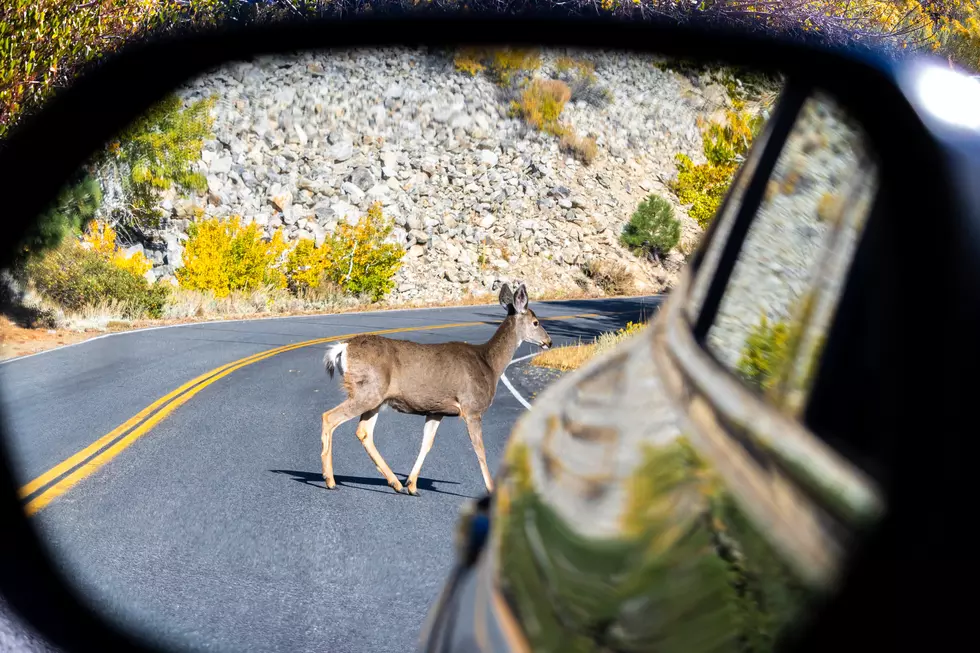 Be Aware Of The Deer, Peak Season is Here!