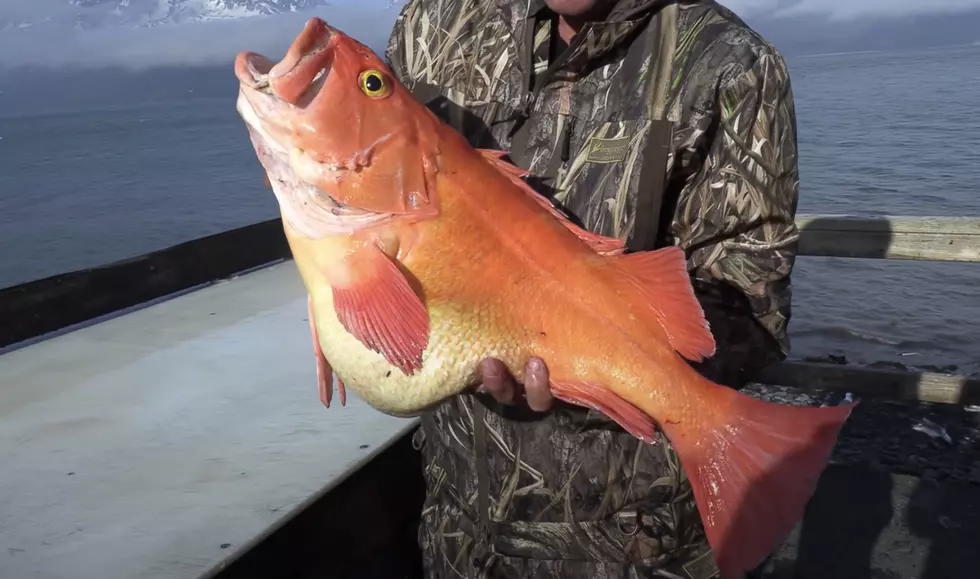 It’s a Miracle Pet Goldfish Didn’t Destroy More in Idaho Pond