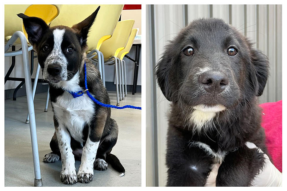 Adorable Boise Puppies Ready to Go Home! (National Puppy Day)