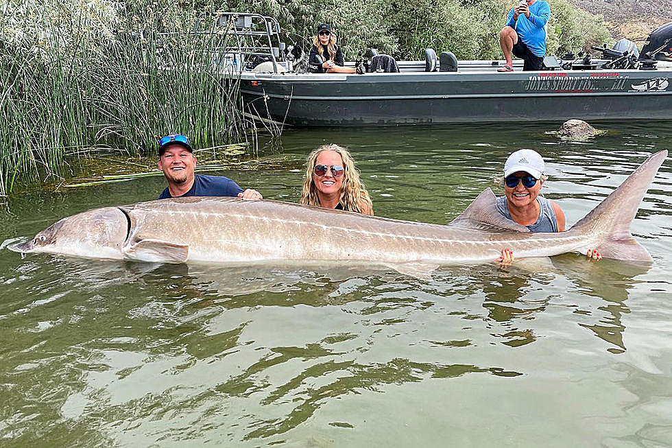 The Biggest White Sturgeon Ever Caught in Idaho &#038; Fun Facts!