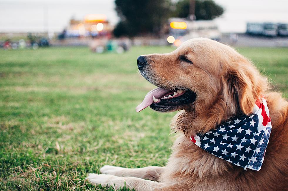 Idaho Vet Shares 8 Tips for a Stress-free Dog on the 4th of July