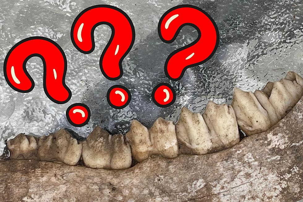 No One Can Figure Out What Boise Animal This Jawbone Belongs To