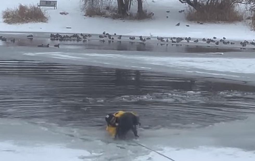 Helpless Utah Dog Rescued From Freezing Pond Caught On Video