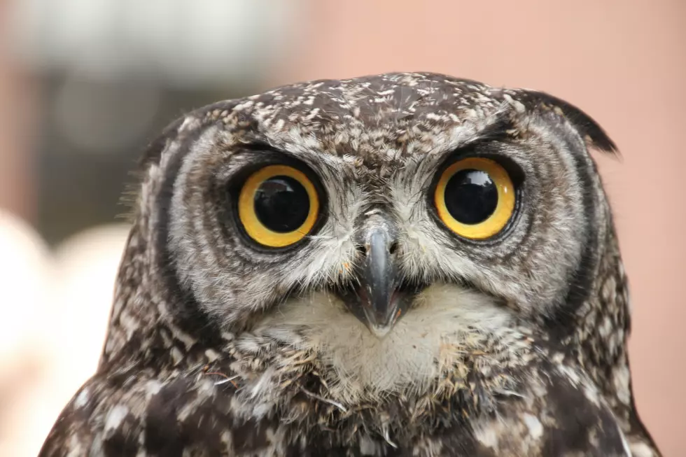 Alarming: The Government Wants To Kill Thousands Of Owls In WA
