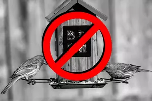 Have A Birdfeeder Out For The Summer In Idaho? Put It Away NOW!