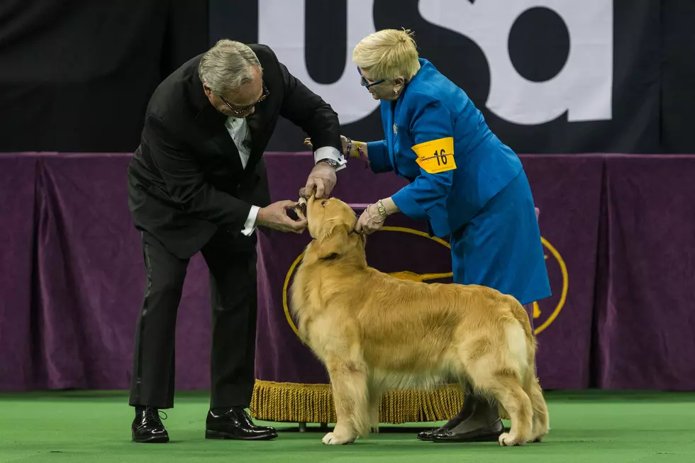 Eagle Retriever is Golden at Westminster