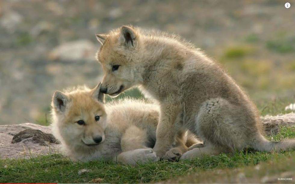 USDA Kills 8 Wolf Puppies; Idaho Reacts