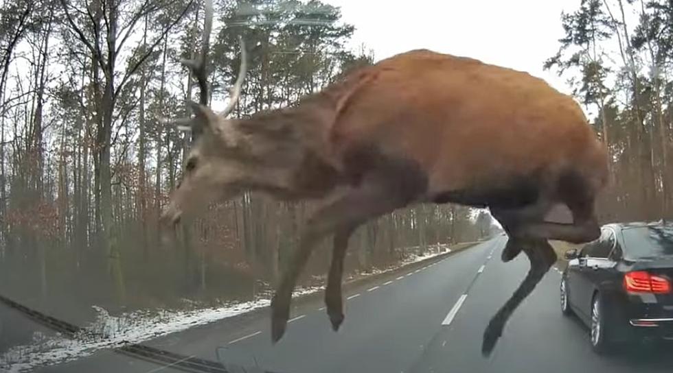 Why Idahoans Should Fear The Deer!