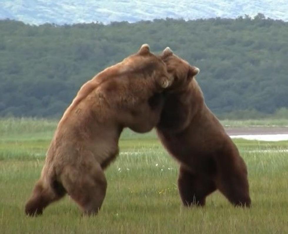 The Battle Over Bears: Idaho&#8217;s Brad Little vs President Joe Biden