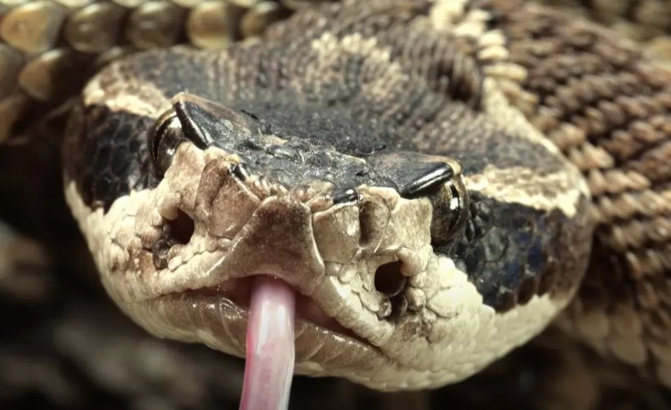 Warning! Idaho's Deadly Scary Snake Season Begins